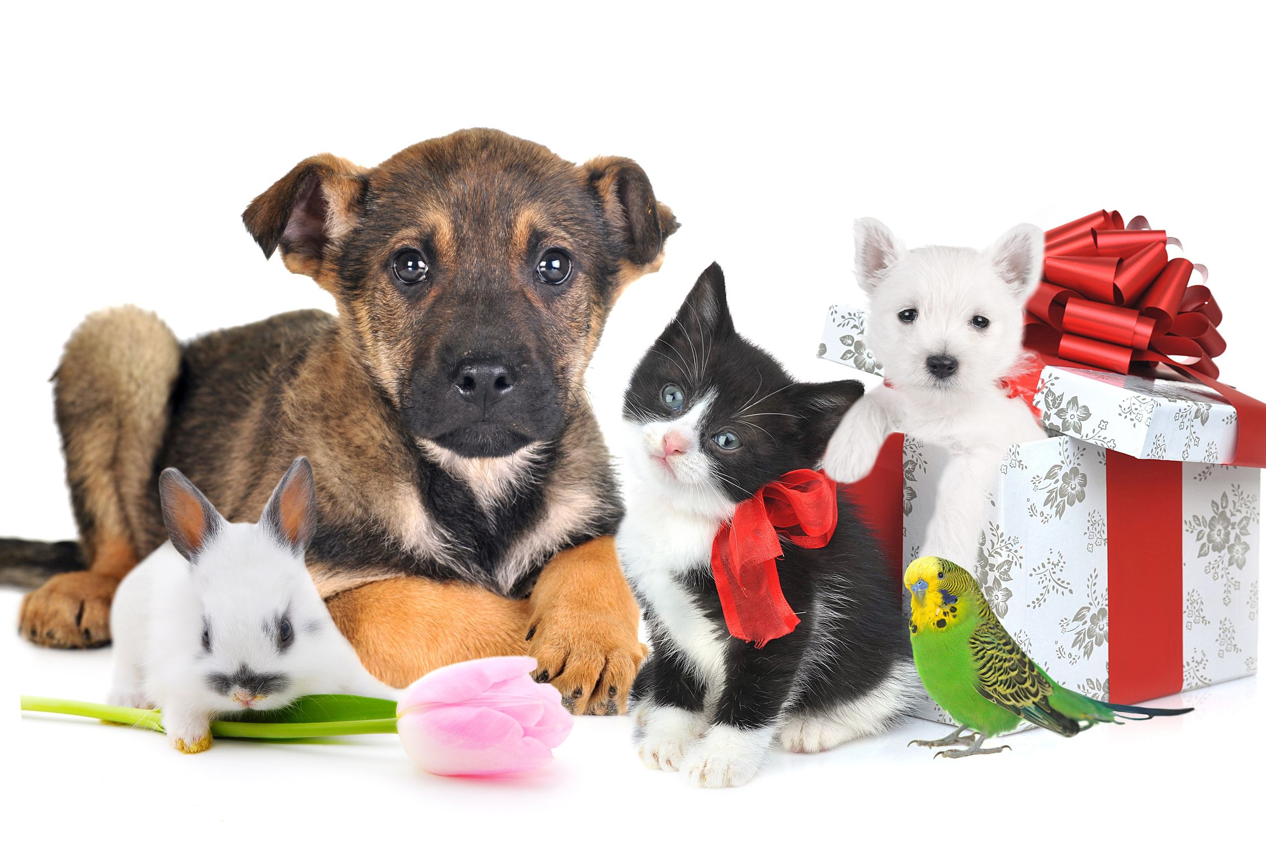 Shop For All Your Pet Supplies in Folsom CA