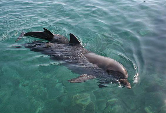 Unforgettable Dolphin Tours in Destin Florida