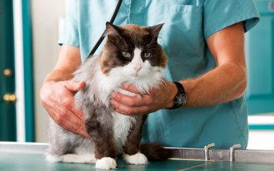 Your Pet Deserves the Best Animal Hospital inSt. Charles IL