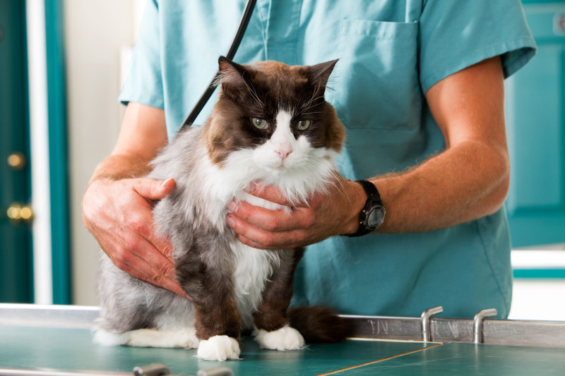 Your Pet Deserves the Best Animal Hospital inSt. Charles IL