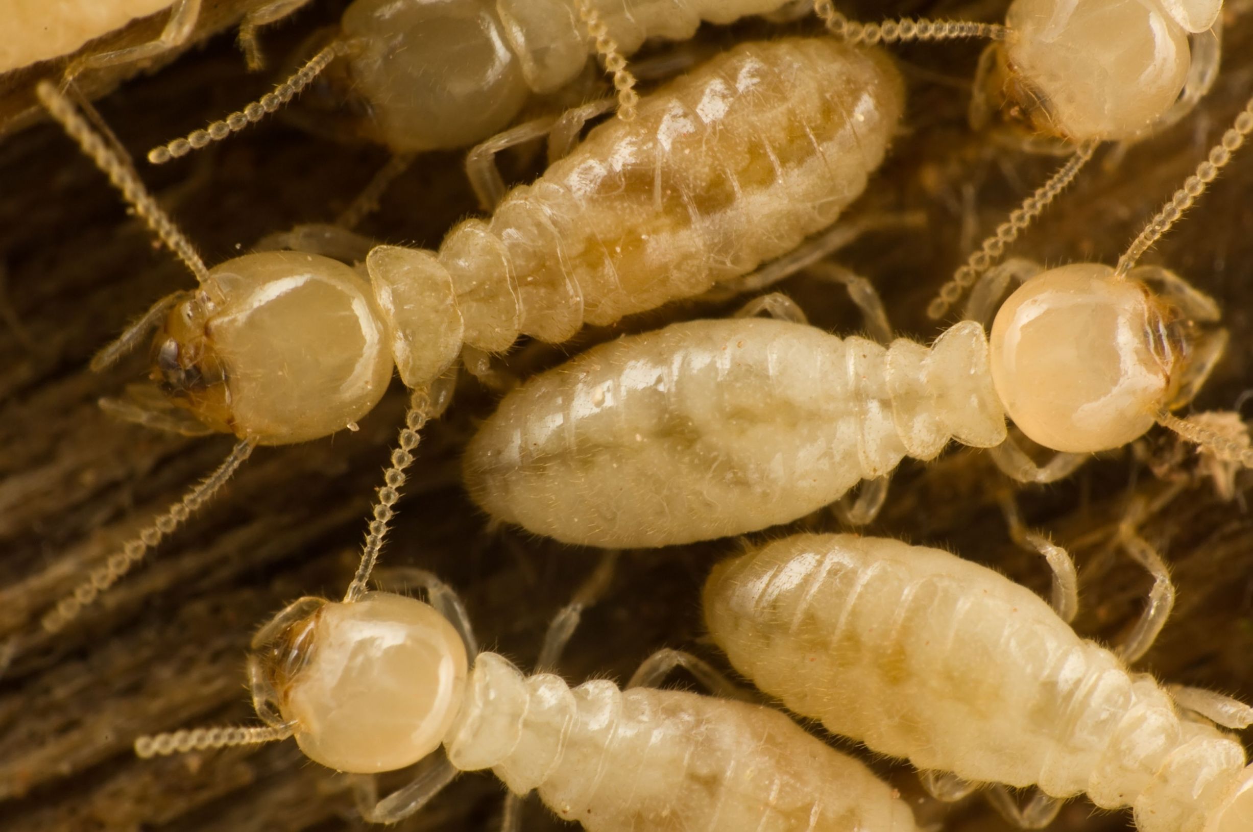 How a Termite Inspection in Tulsa,OK Can Save a Home