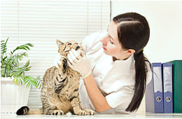 Where To Take Your Pets For Animal Care In Alexandria VA