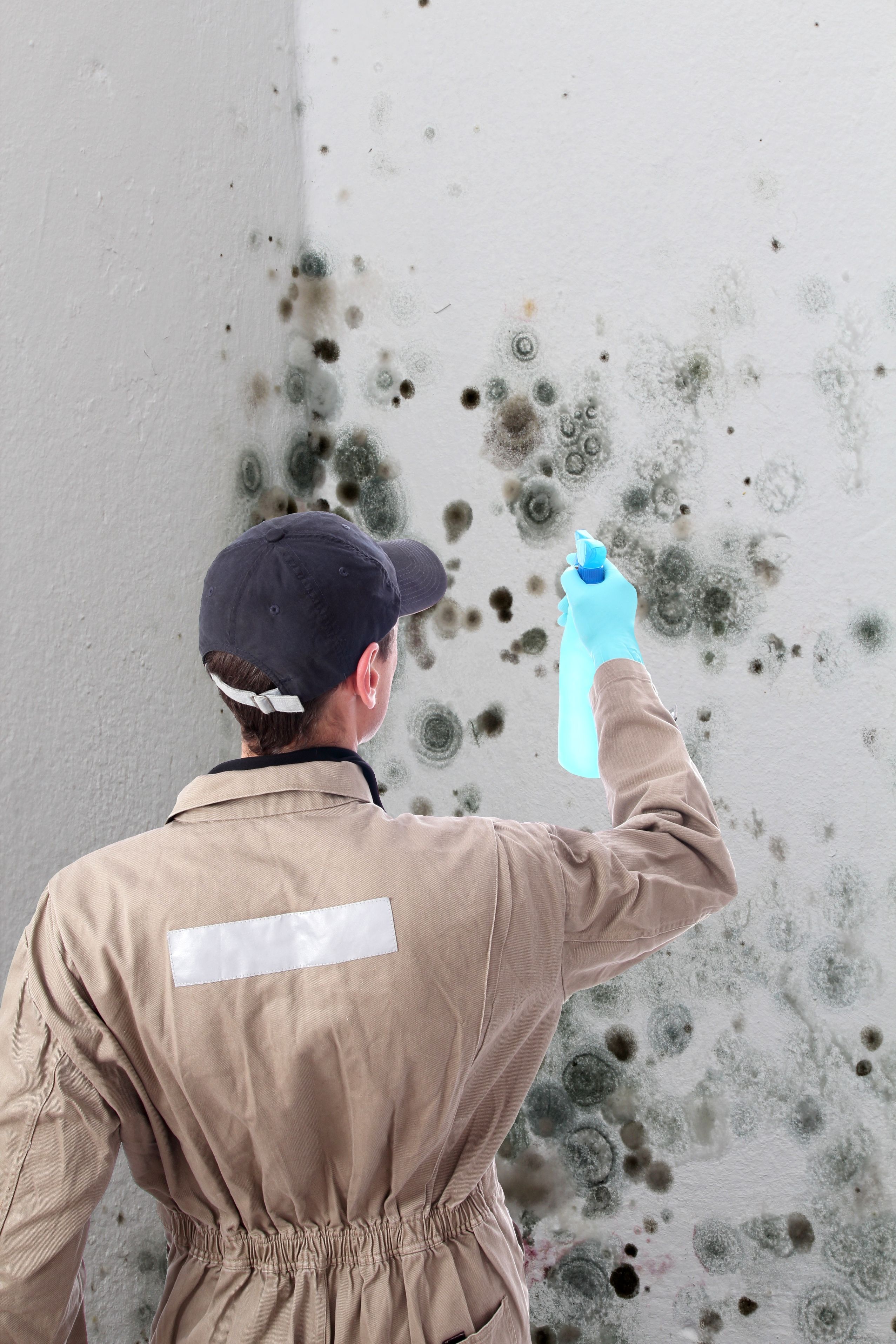 Enjoy the Benefits Offered by Professional Mold Damage Restoration