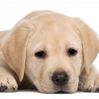 Why Pet and Owner Will Enjoy Dog Grooming Services in Alexandria VA