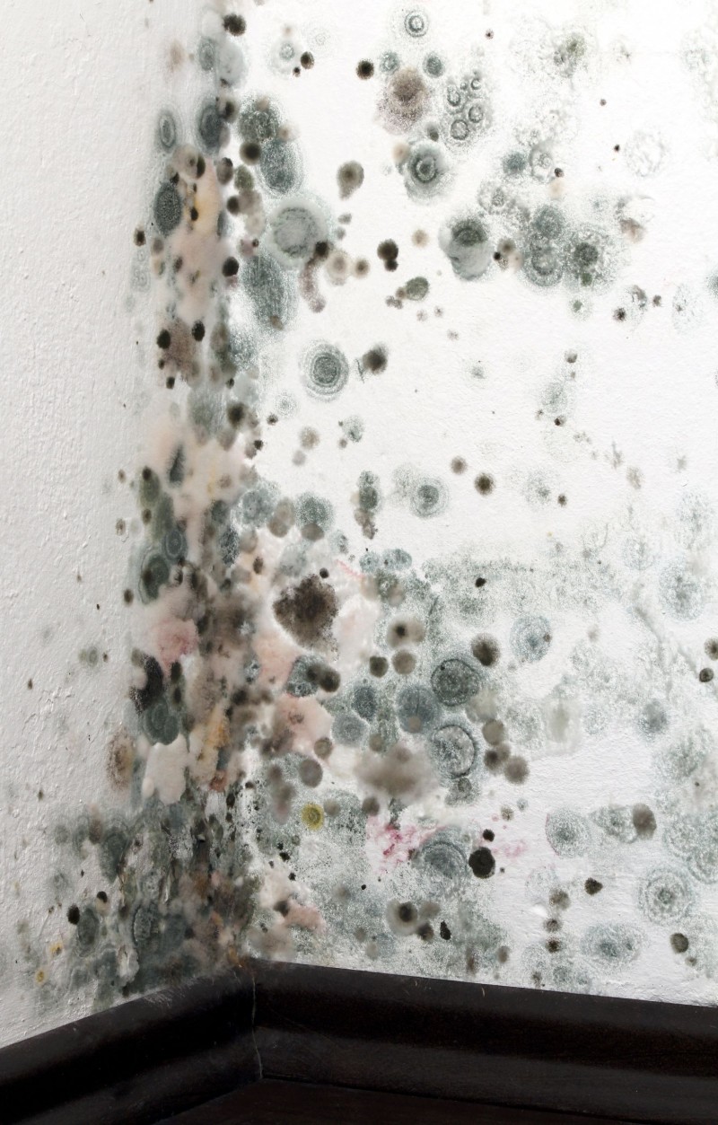 Learn More About Mold Damage Restoration