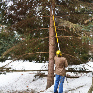 Using A Tree Service in Spokane To Transplant A Tree