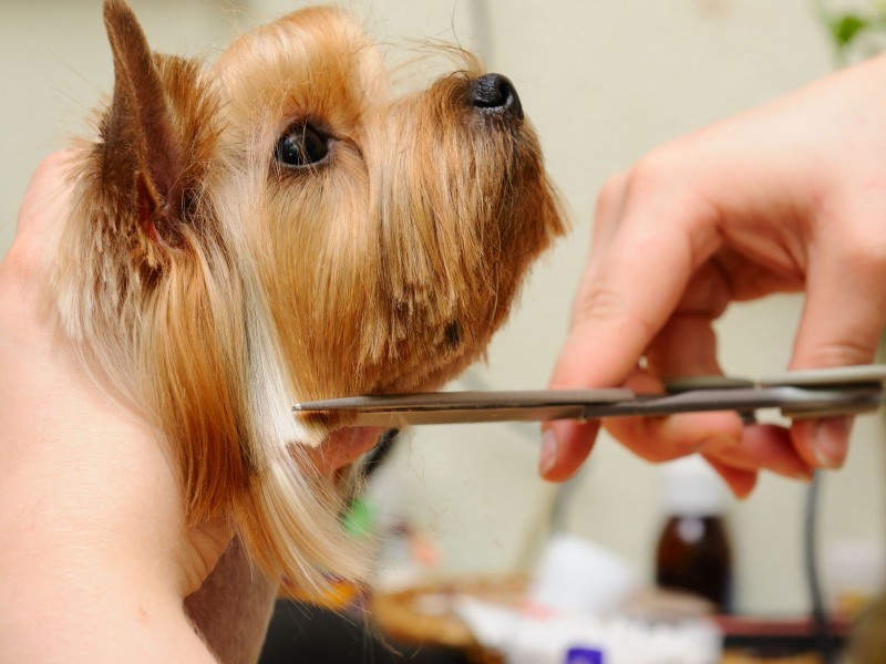 The Importance Of Professional Pet Grooming