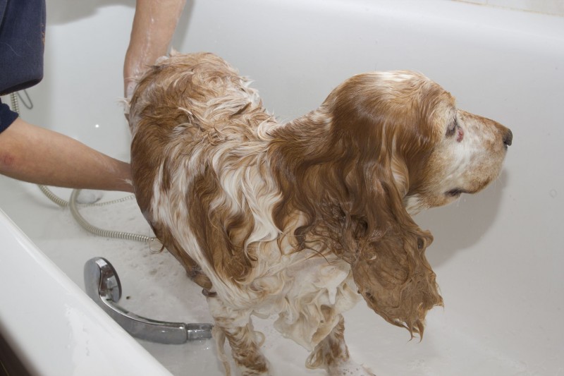 Using Pet Bathing in Alexandria VA To Remove Fleas