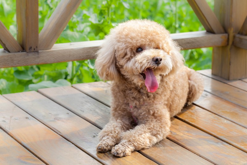 Preparing A Pet For Dog Day Care in Alexandria, VA