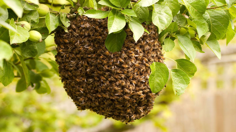 Removing a Honey Bee Swarm in Dublin OH