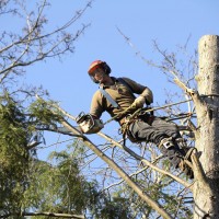 Hire a Professional Service to Remove Unwanted or Damaged Trees
