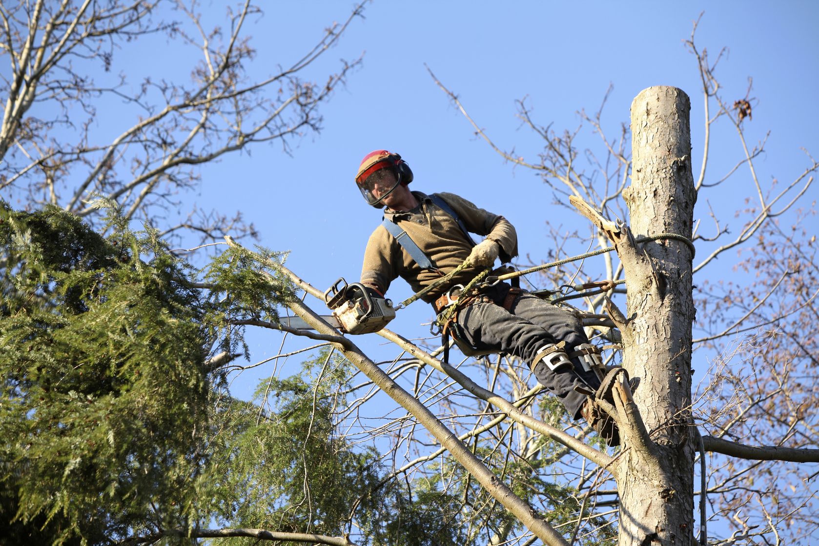 Hire a Professional Service to Remove Unwanted or Damaged Trees