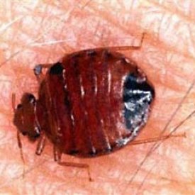 Remove Pests with Bed Bug Treatment in Arlington VA