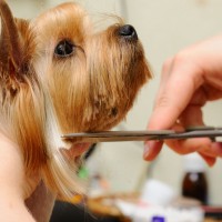 Pet Grooming in Alexandria VA Before Going To The First Appointment