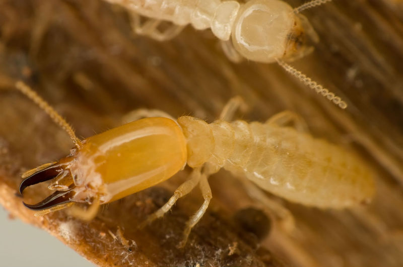 Termites in Pasadena Cause Massive Damage and Destruction