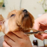 You Need a Profesional Regarding Dog Grooming in Bowie