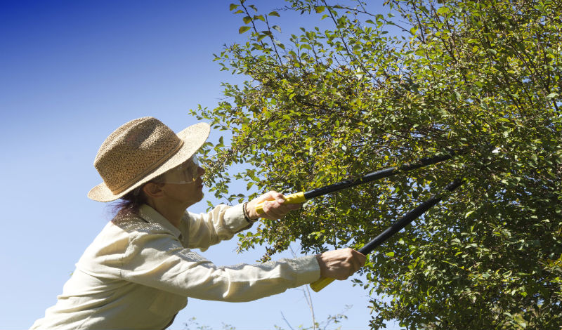 Tree Maintenance Services in Honolulu-Beautiful Property! Preserved Trees!