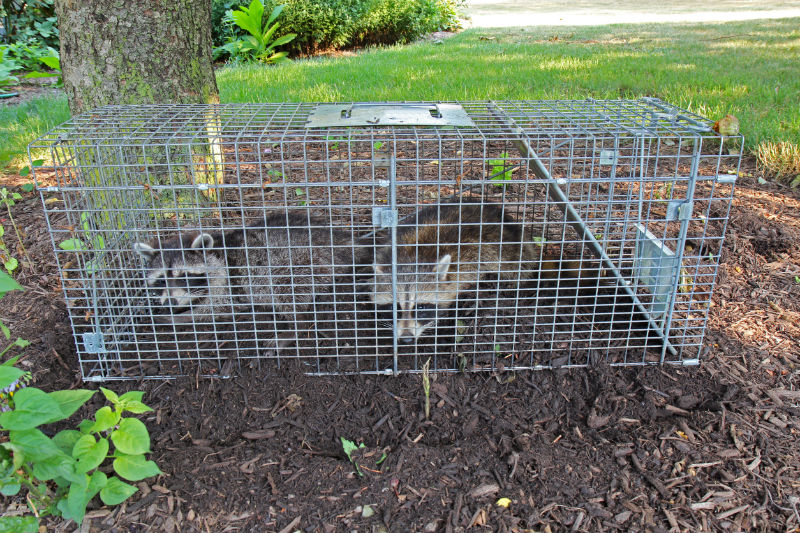 Enlisting Help From Anne Arundel County Animal Control When Squirrels Become A Nuisance