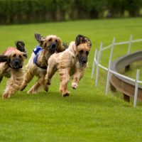 Dog Boarding Kennel in Everett: The Safe and Convenient Solution