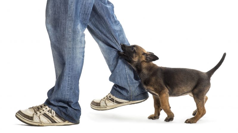 Discussing A Dog Attack With A Personal Injury Attorney In Charles County, MD