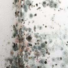 Hire a Professional Regarding Mold Remediation Schenectady