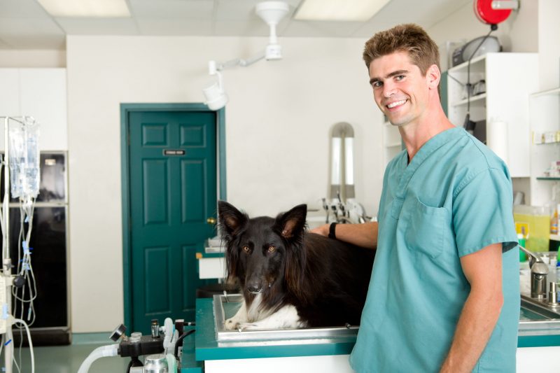 Common Reasons to Schedule a Visit at a Pet Care Clinic in Alexandria