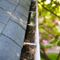 Calling Pest Control for Gutter Cleaning in Annapolis, Maryland