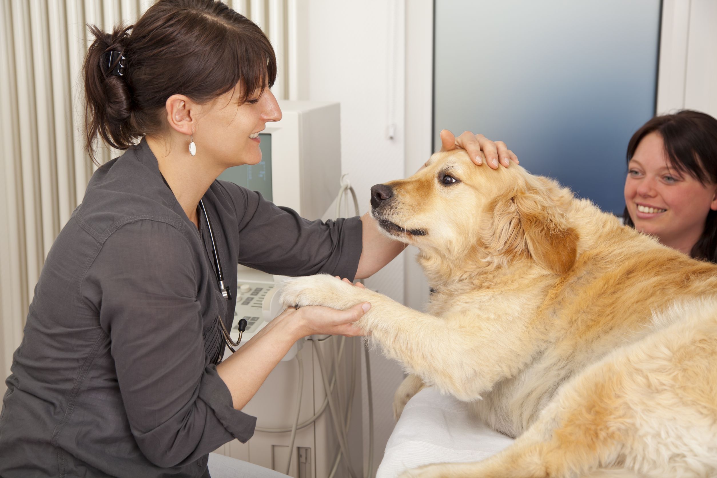 How to Choose the Best Pet Vets in Honolulu