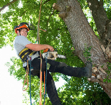 Meet with an Arborist In St. Paul MN You Can Trust to Care for Your Perennial Plants