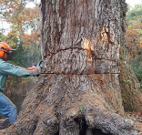 The Necessity of Tree Pruning in Bronx NY