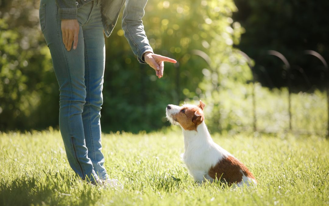 Common Challenges Solved by Dog Obedience Training Las Vegas NV for Local Pet Owners