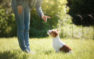Common Challenges Solved by Dog Obedience Training Las Vegas NV for Local Pet Owners