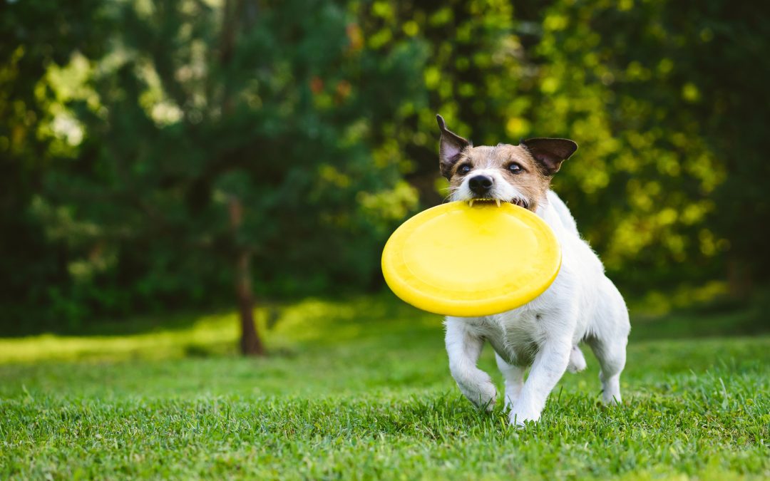 Real Success Stories From Aggression Training For Dogs Orange County CA Programs